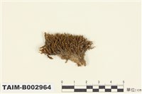 藏品(叢苔科)的圖片
